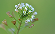 Capsella bursa-pastoris