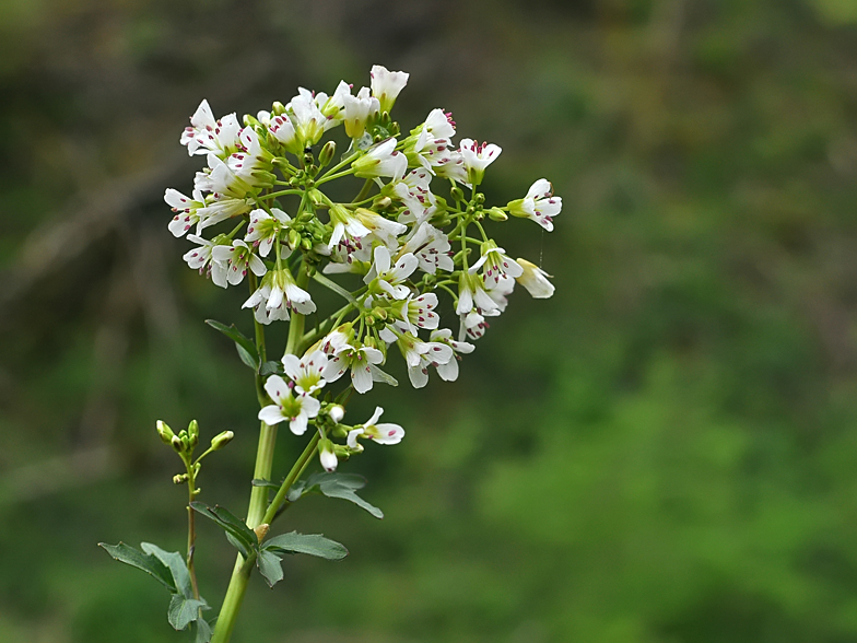 Cardamine amara