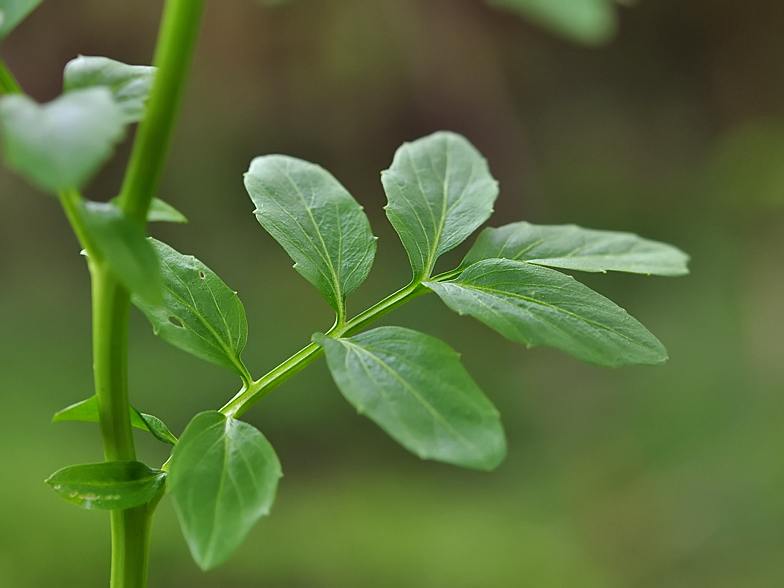 Cardamine amara