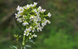 Cardamine amara