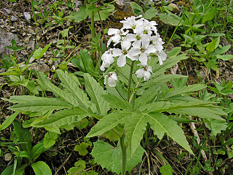 Cardamine heptaphylla