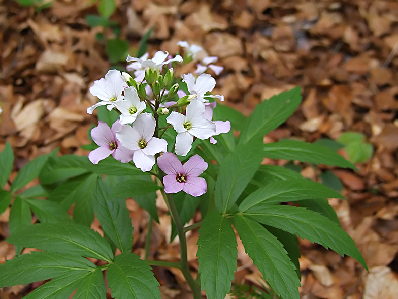 Cardamine heptaphylla