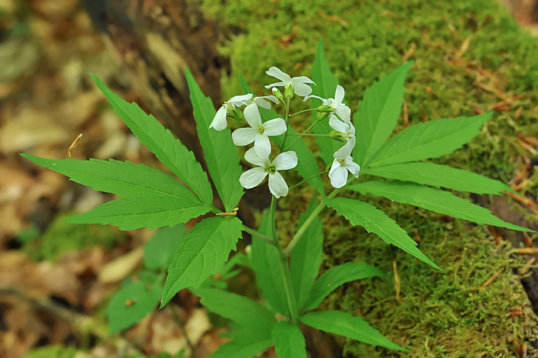 Cardamine heptaphylla