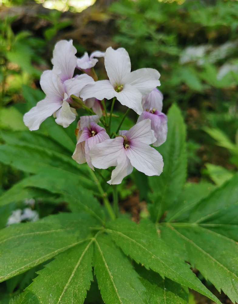 Cardamine heptaphylla