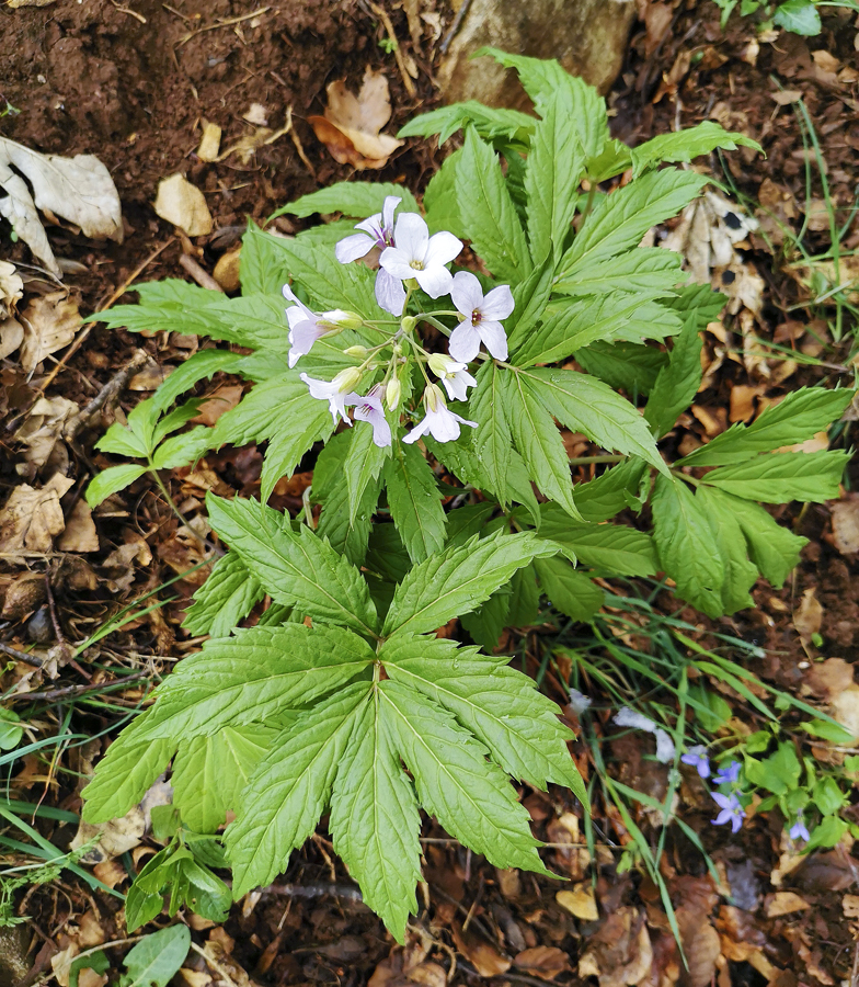 Cardamine heptaphylla