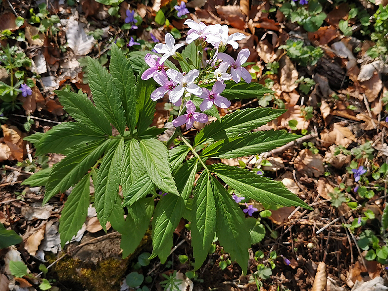 Cardamine heptaphylla