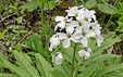 Cardamine heptaphylla