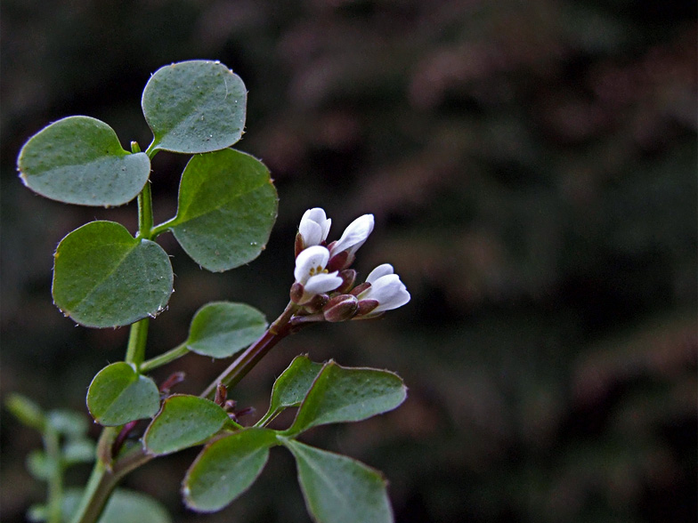 Cardamine hirsuta