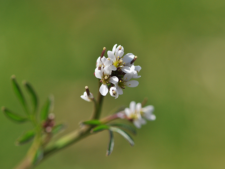 Cardamine hirsuta