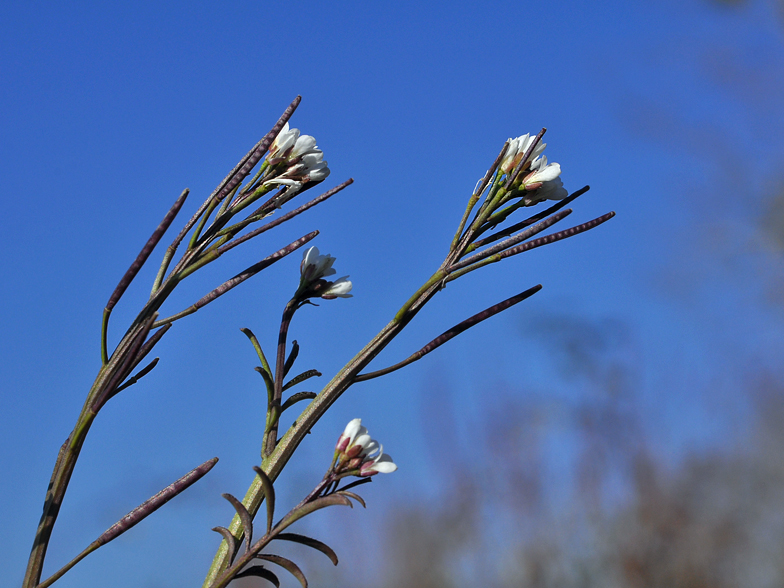 Cardamine hirsuta