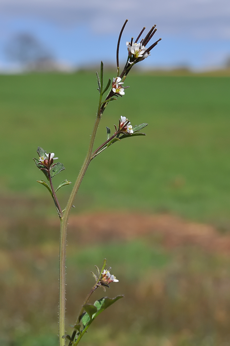 Cardamine hirsuta