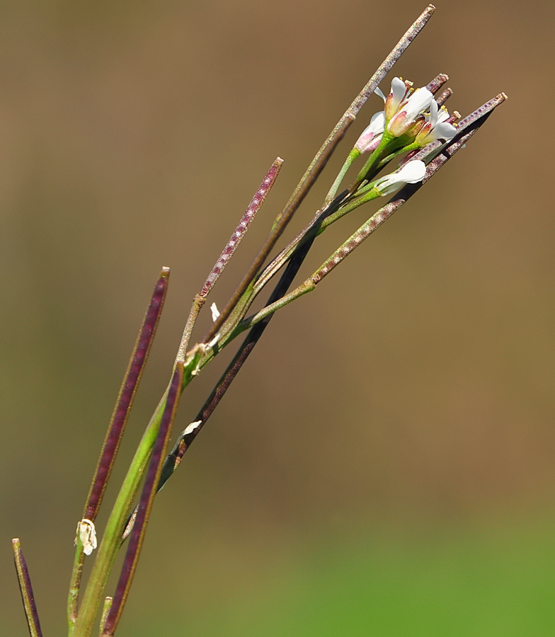 Cardamine hirsuta