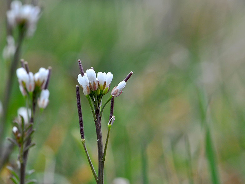 Cardamine hirsuta