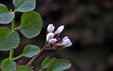 Cardamine hirsuta