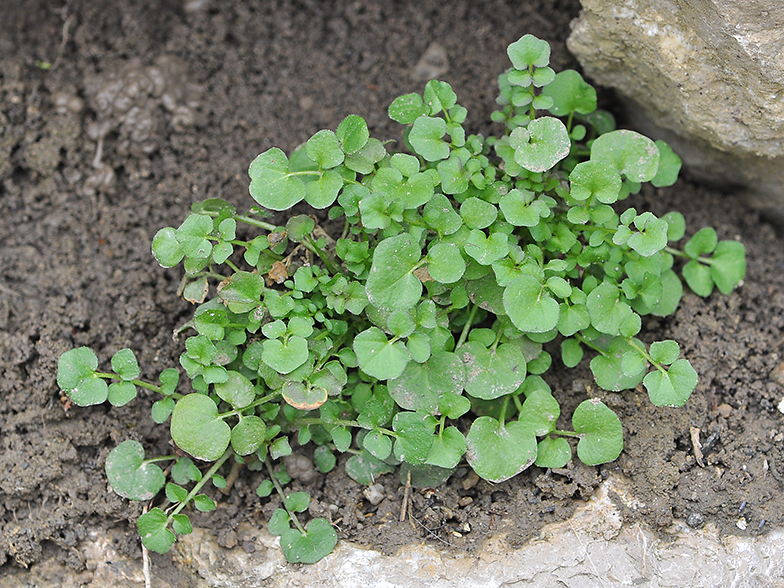 Cardamine hirsuta