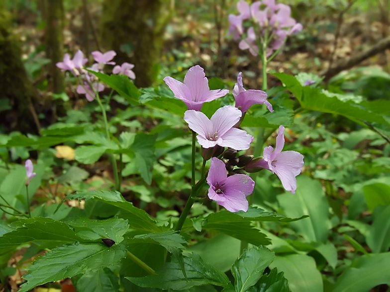 Cardamine pentaphyllos