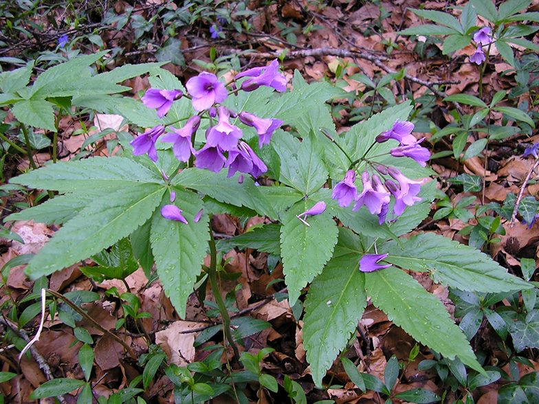 Cardamine pentaphyllos 2