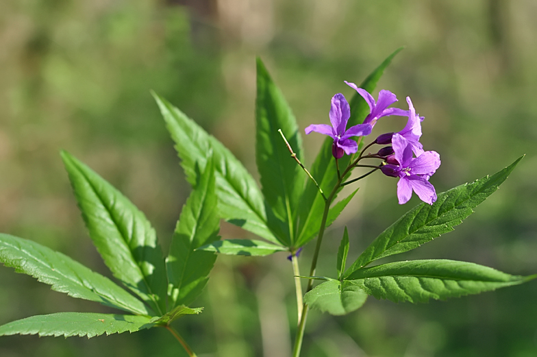 Cardamine pentaphyllos