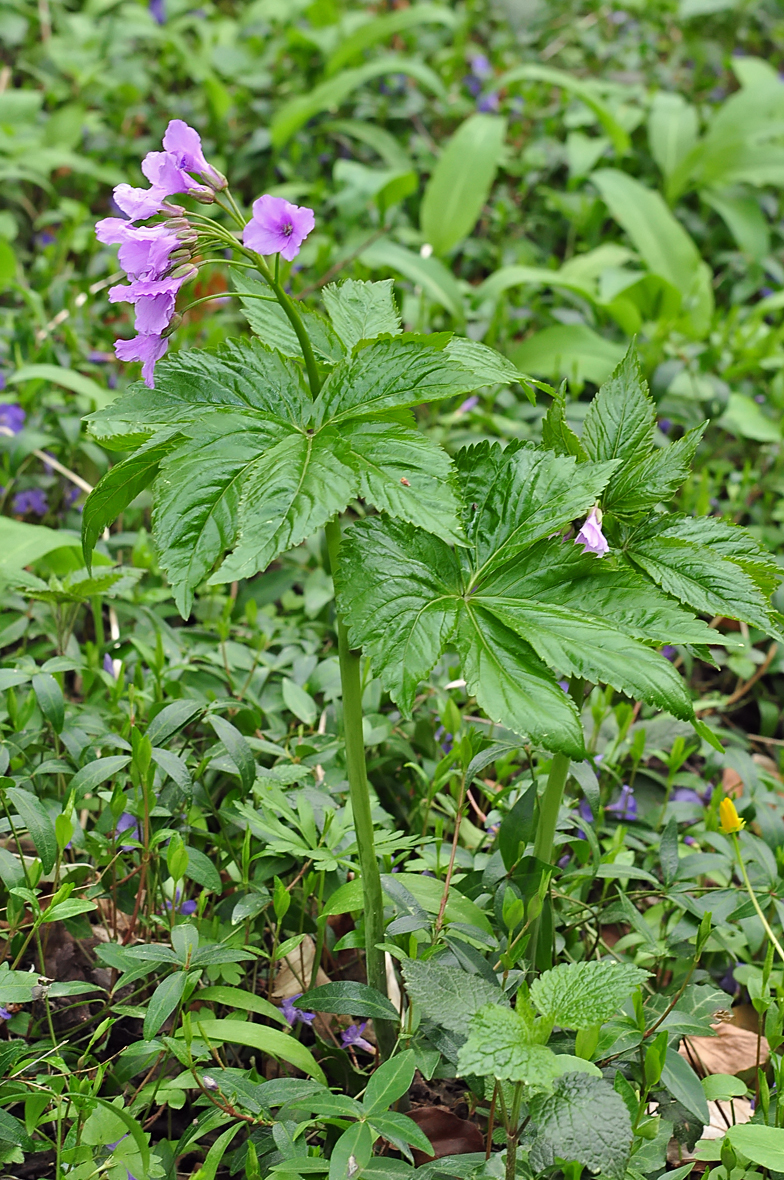 Cardamine pentaphyllos