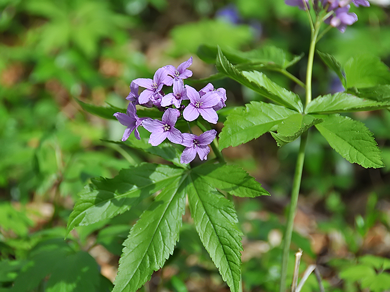 Cardamine pentaphyllos