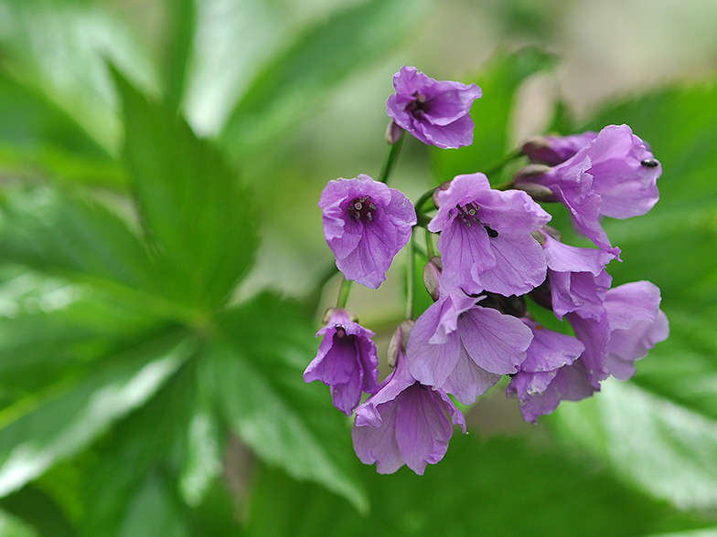 Cardamine pentaphyllos