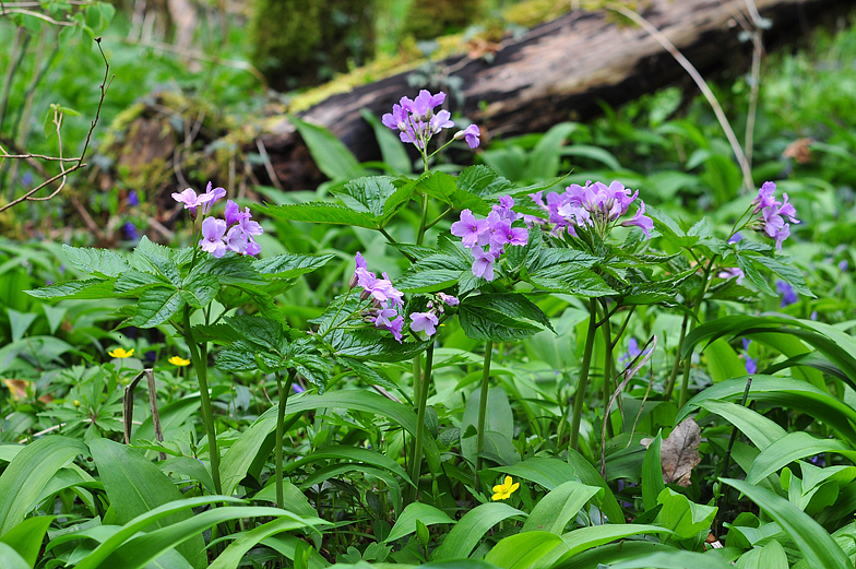 Cardamine pentaphyllos