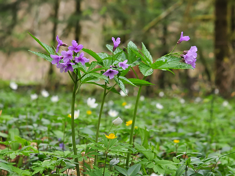 Cardamine pentaphyllos