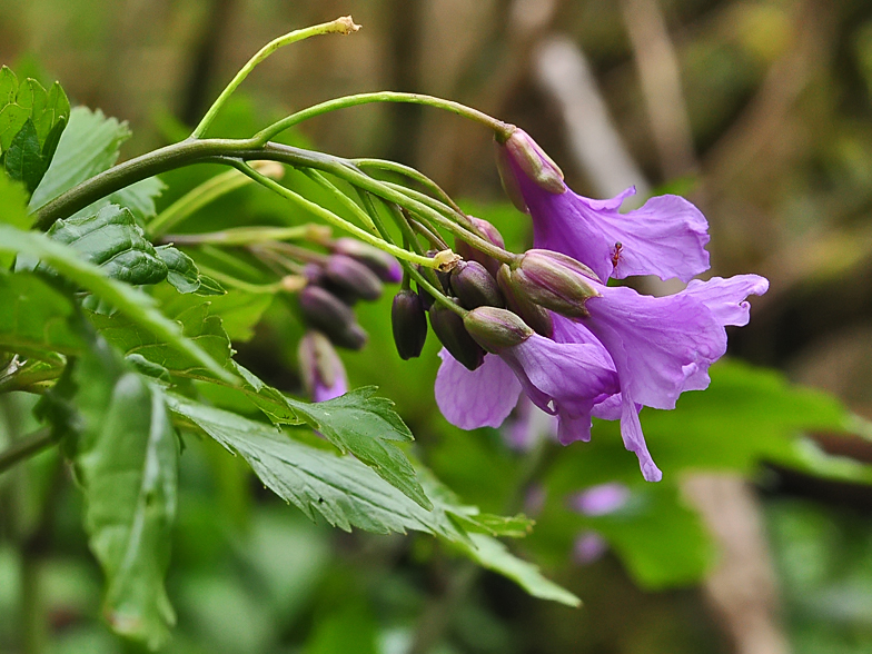 Cardamine pentaphyllos