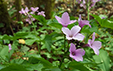 Cardamine pentaphyllos