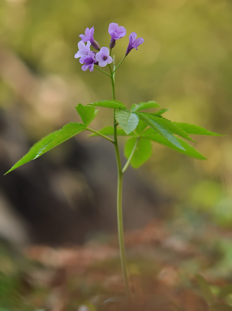 Cardamine pentaphyllos