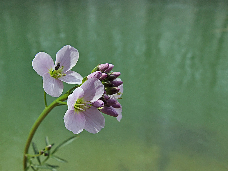 Cardamine pratensis