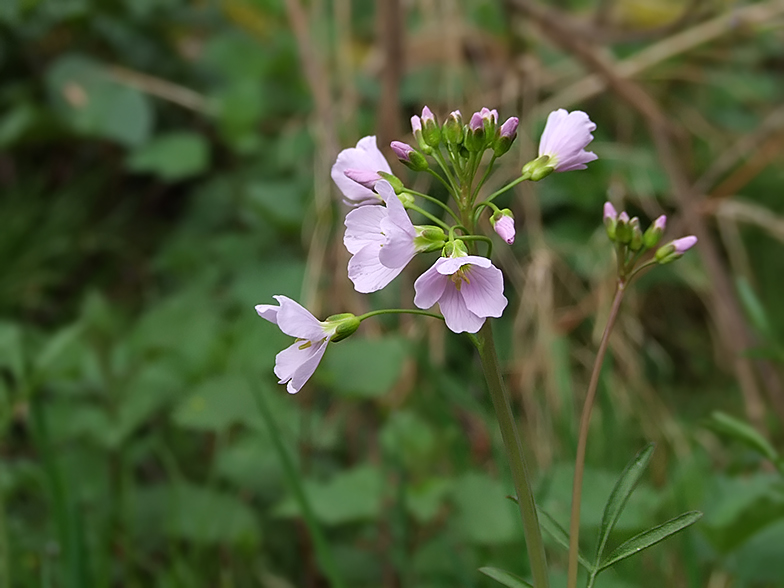 Cardamine pratensis