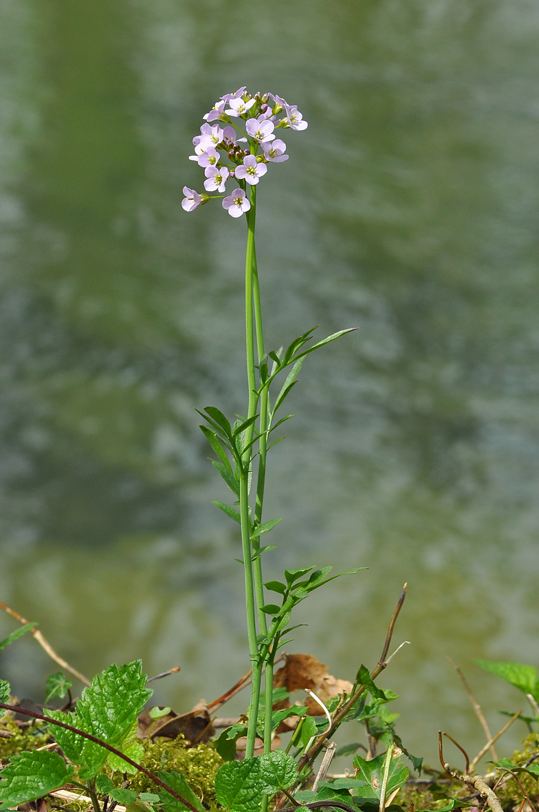 Cardamine pratensis