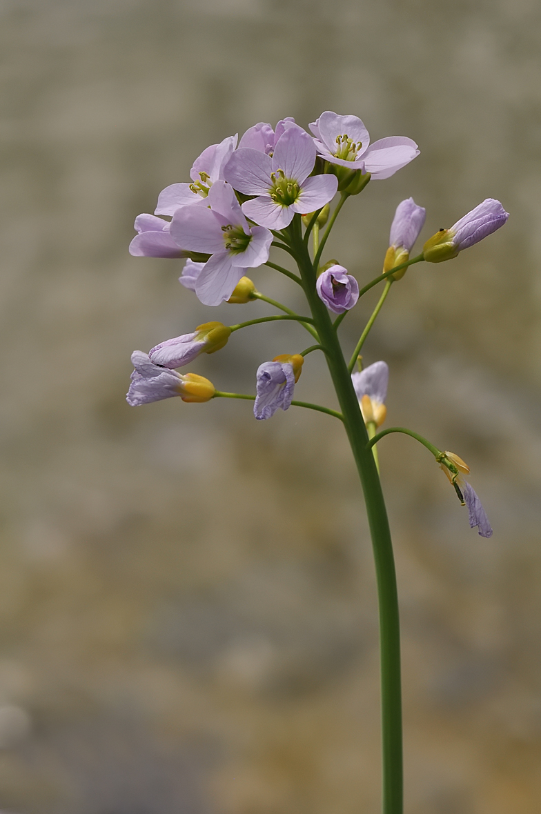 Cardamine pratensis