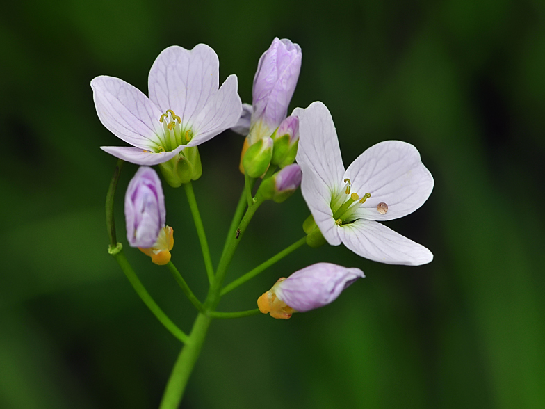 Cardamine pratensis