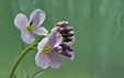 Cardamine pratensis