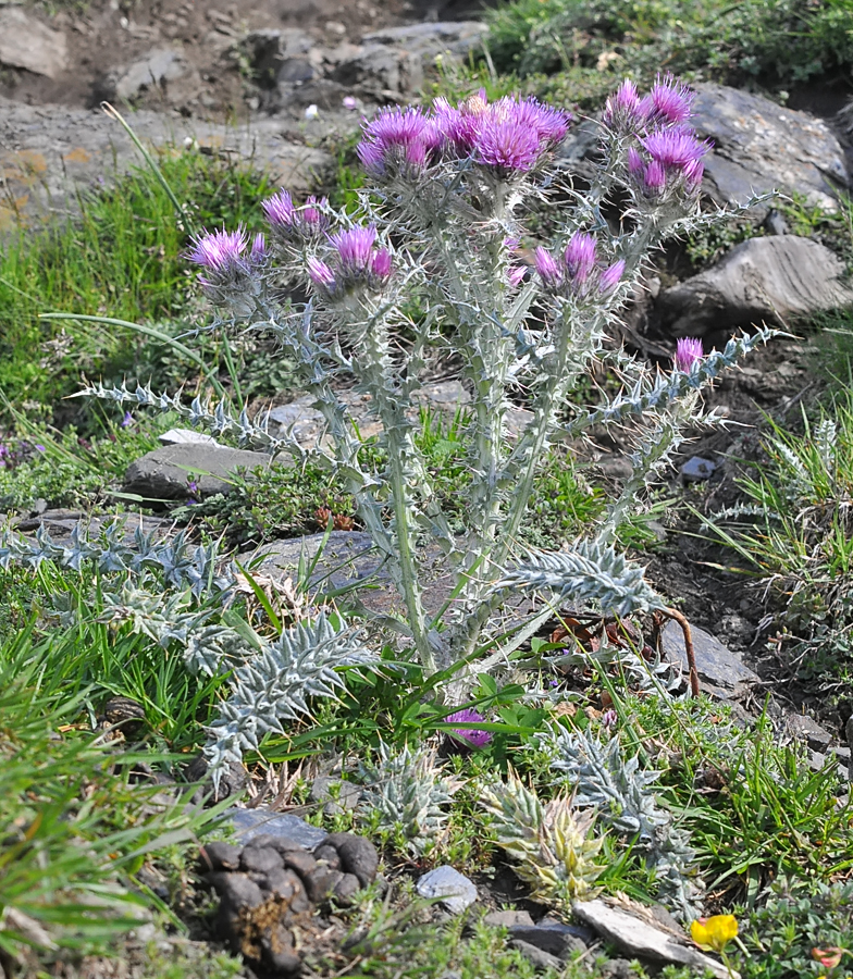 Carduus carlinoides