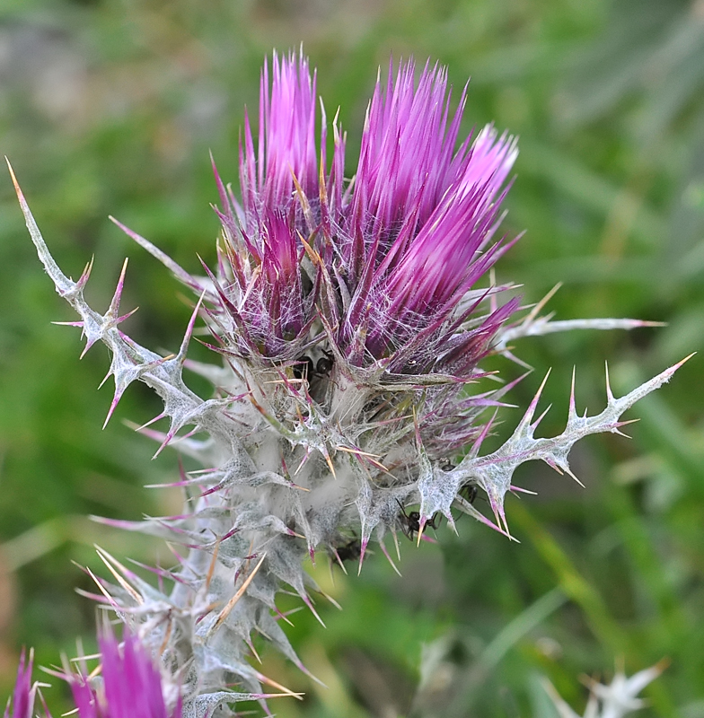 Carduus carlinoides