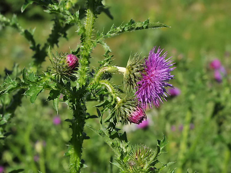 Carduus crispus