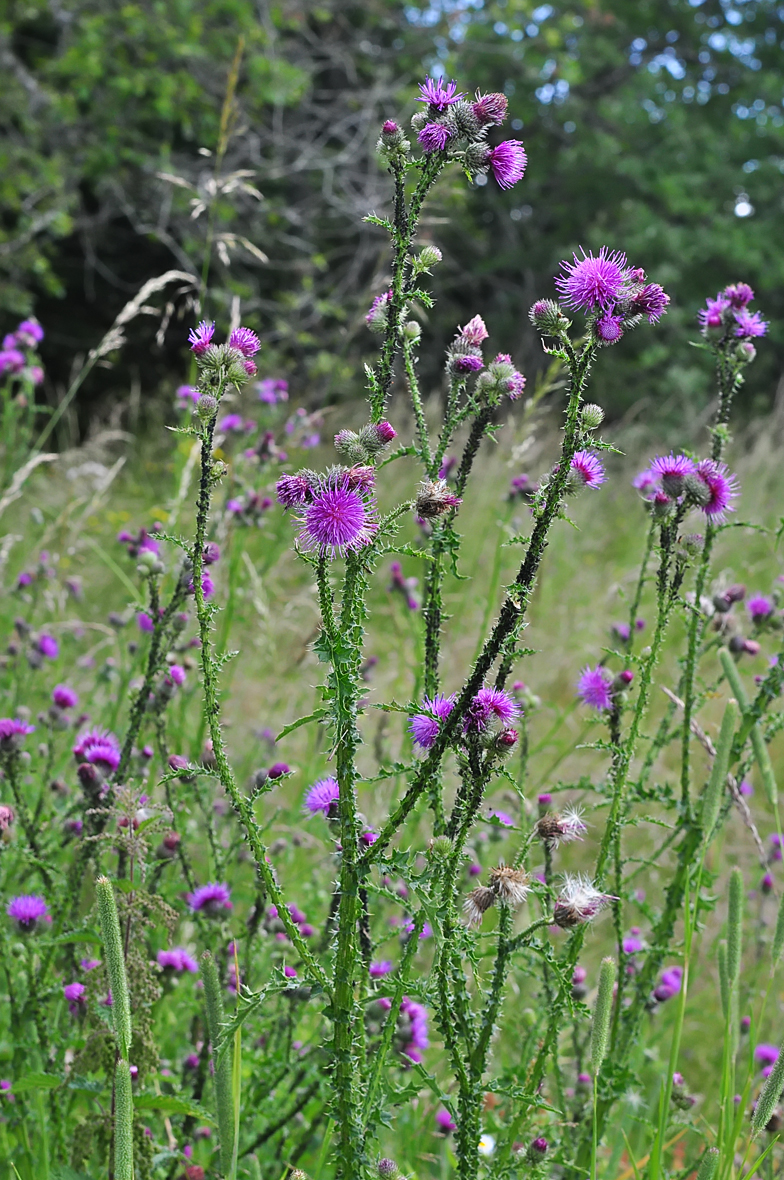 Carduus crispus