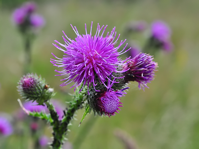 Carduus crispus