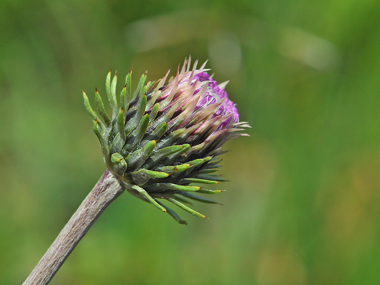 Carduus defloratus