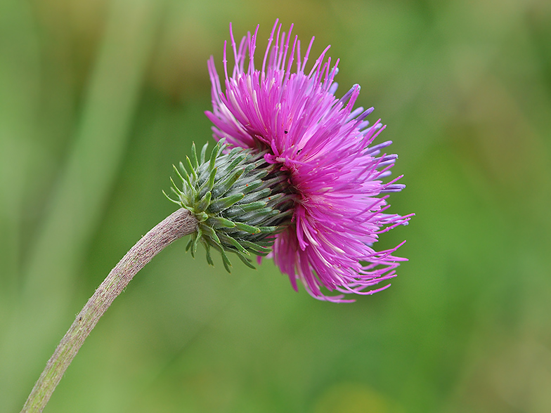 Carduus defloratus