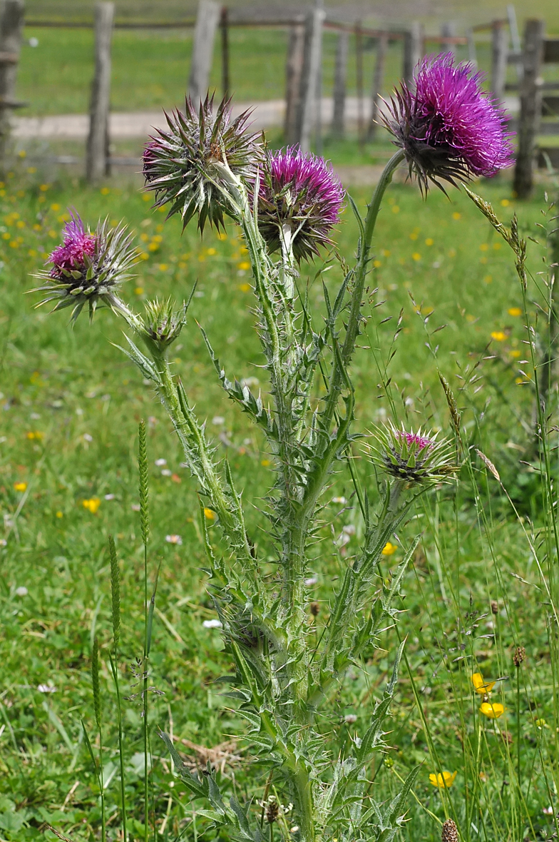 Carduus nutans