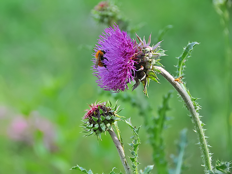 Carduus nutans ssp. platylepis