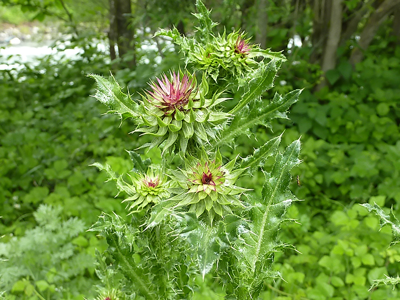 Carduus nutans ssp. platylepis