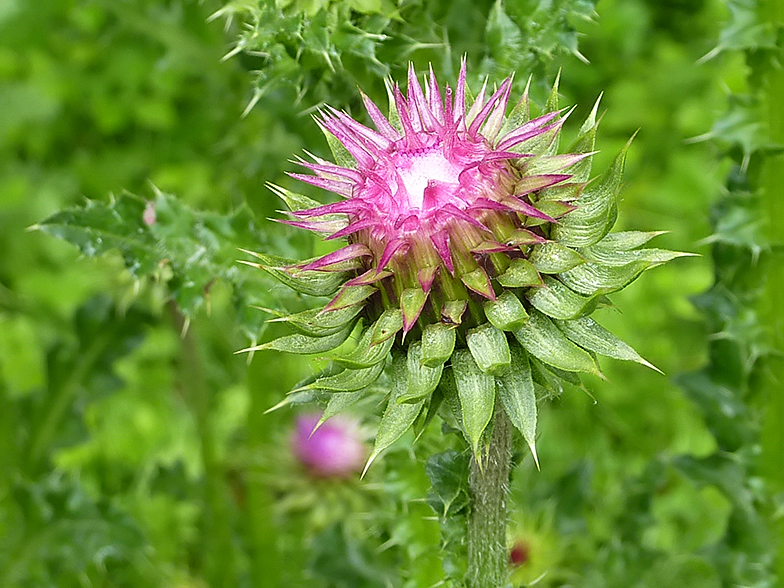 Carduus nutans ssp. platylepis