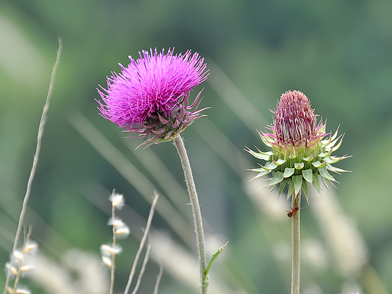 Carduus nutans ssp. platylepis