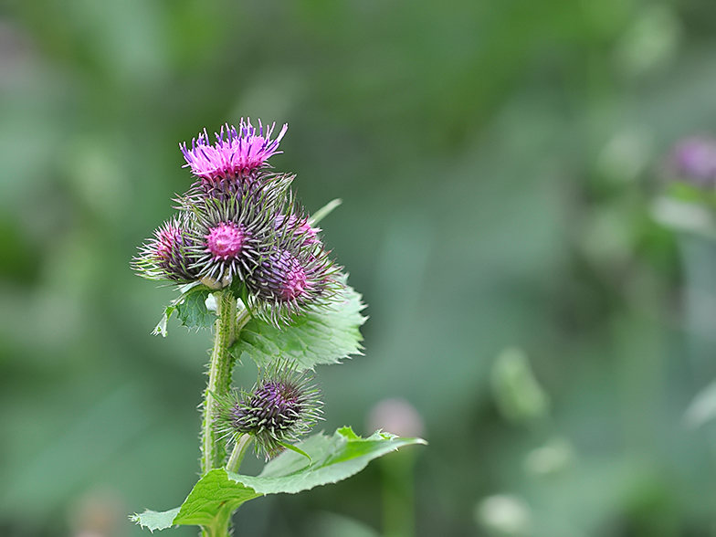 Carduus personata