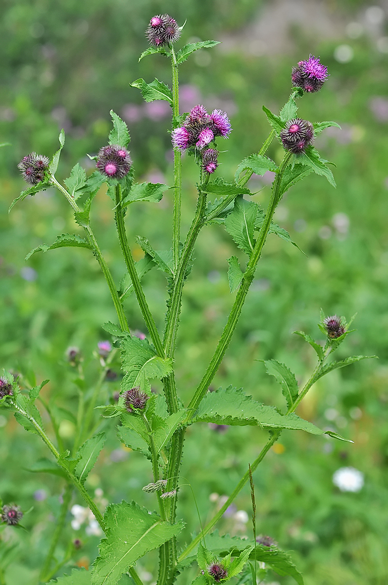 Carduus personata